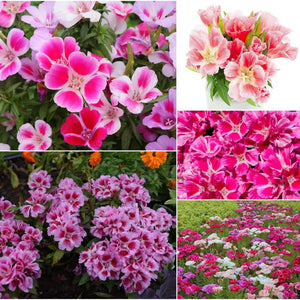 Godetia 'Monarch Mix Dwarf Single' Seeds