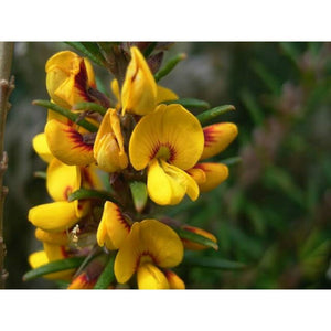 Aotus Ericoides 'Golden Pea' Seeds