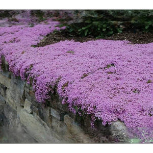 Thymus Serpyllum ‘Wild Thyme’ Seeds