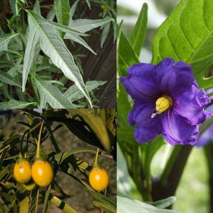 Solanum laciniatum 'Kangaroo Apple' Seeds