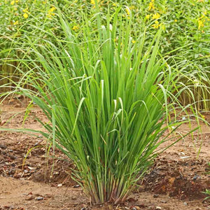 Lemon Grass 'East Indian' Seeds