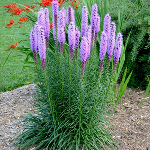 Liatris 'Floristan Violet' Seeds
