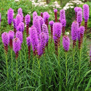 Liatris 'Spicata Rosy Purple' Seeds