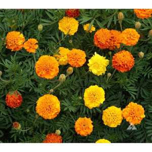 Marigold 'French Petite Series Mix' Seeds