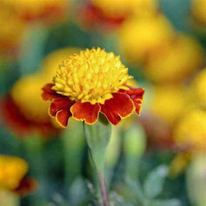 Marigold 'Tiger Eyes' Seeds