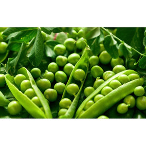 Pea Dwarf 'Melbourne Market' Seeds