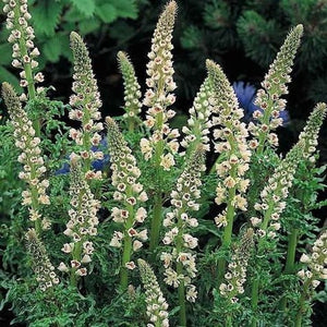 Mignonette 'Machet' Seeds