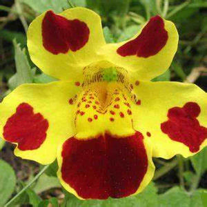 Mimulus 'Monkey Flower Queen's Mix' Seeds