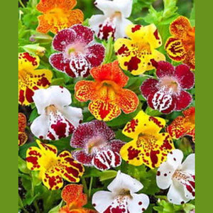 Mimulus 'Monkey Flower Tigrinus Grandiflorus' Seeds
