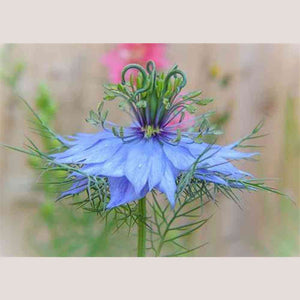 Nigella 'Miss Jekyll Light Blue' Seeds