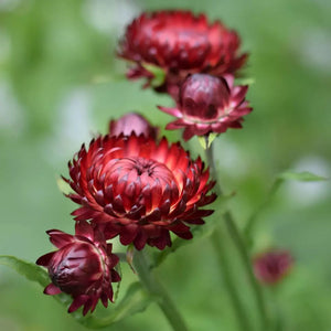 SAMPLE SIZE Everlasting Paper Daisy Strawflower 'Purple/Red Magenta' Seeds