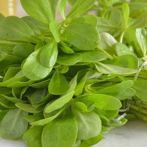 Purslane oleracea 'Golden' Seeds