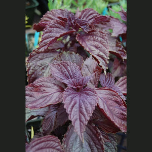 Perilla 'Red' Seeds