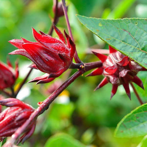 Hibiscus sabdariffa 'Rosella' Seeds