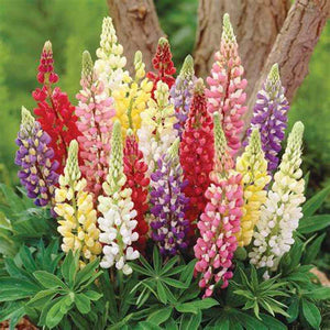 Lupins 'Russel Lupins Mix' Seeds