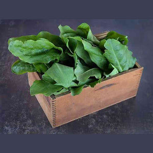 Sorrel 'DeBellville' Seeds