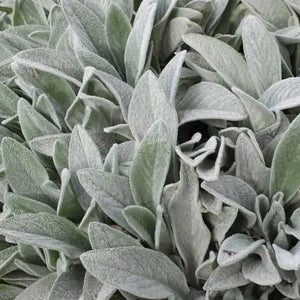 Stachys Lantana 'Lambs Ear' Seeds