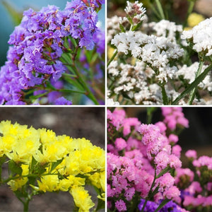 Statice 'Petite Bouquet Mix' Seeds