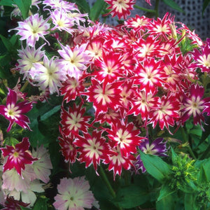 Phlox 'Twinkle Dwarf Mix' Seeds