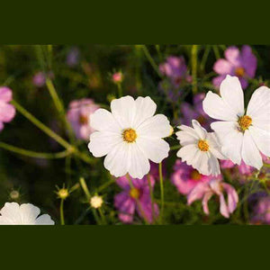 Cosmos 'Vega Dwarf White' Seeds