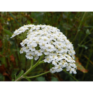 Achillea millefolium 'Yarrow White' Seeds