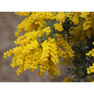 Acacia Baileyana 'Cootamundra Wattle' Seeds