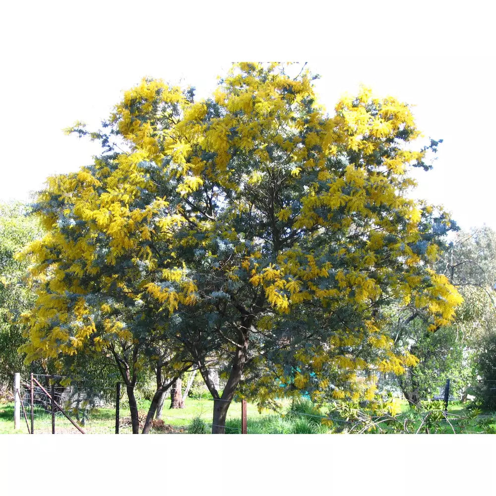 Acacia Baileyana 'Cootamundra Wattle' Seeds D&H Seed Harvest Co