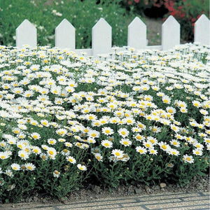 Chrysanthemum 'Alaska' Seeds