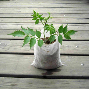 Biodegradable Seedling Bags 10 for $3