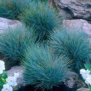 Festuca Glauca 'Blue Select' Seeds