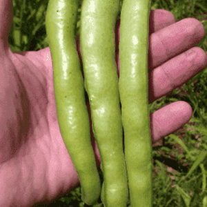 Broadbean 'Coles Dwarf' Seeds