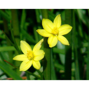 Bulbine Glauca 'Rock Lily' Seeds