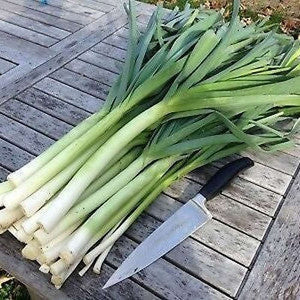 Leek 'Bulgarian Giant' Seeds