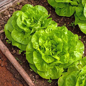 Lettuce 'Butter Crunch' Seeds