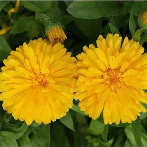Calendula 'Golden Emperor' Seeds