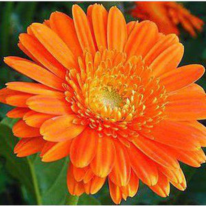 Calendula 'Nova Flowered Orange' Seeds