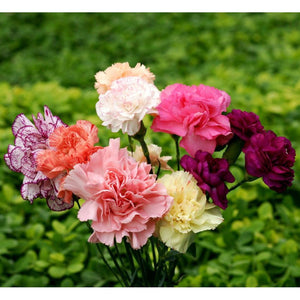 Carnation 'Chabaund Mix' Seeds