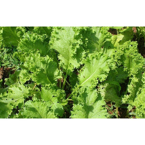 Mustard Chirimen Hakarashi 'Japanese Mustard' Seeds