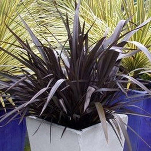 Phormium Cookianum 'Purple Flax' Seeds