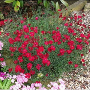 Dianthus Flashing Lights Scarlet Seeds