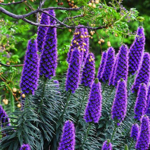 Echium Fastosum 'Pride of Madeira' Seeds