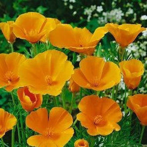 Eschscholzia Aurantiaca ' Californian Wild Poppy'