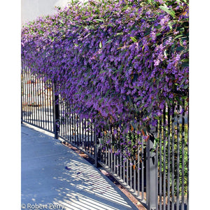 Hardenbergia violacea 'Native Sarsaparilla or Native Wisteria' Seeds