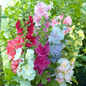 Hollyhock 'Summer Carnival Mix' Seeds