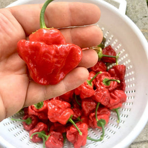 Chilli 'Jamaican Red Hot' Seeds