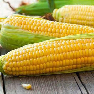 Corn 'Jolly Roger' Seeds