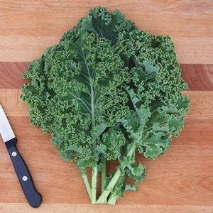Kale 'Dwarf Green Curled' Seeds