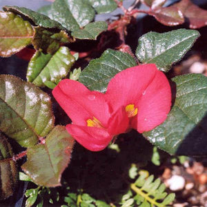 Kennidia Exima 'Fine Red Creeper'  Seeds