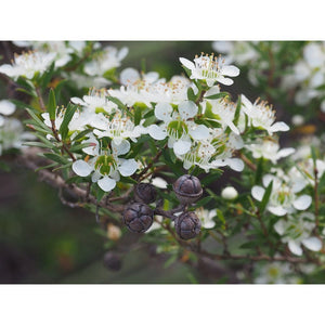Leptospermum 'Tantoon Tea Tree' Seeds