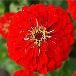 Zinnia 'Lilliput Red' Seeds
